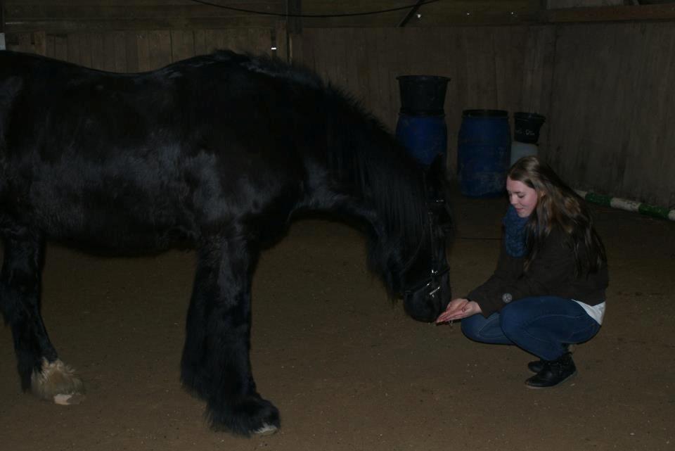 Irish Cob Sir Tonga - Tror min hånd smager godt? Foto: Natalie Lunde billede 4