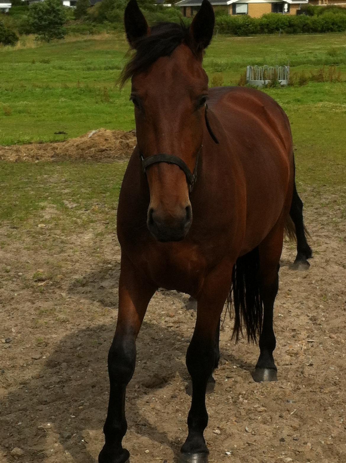 Oldenborg Tiedemanns Herkules billede 11