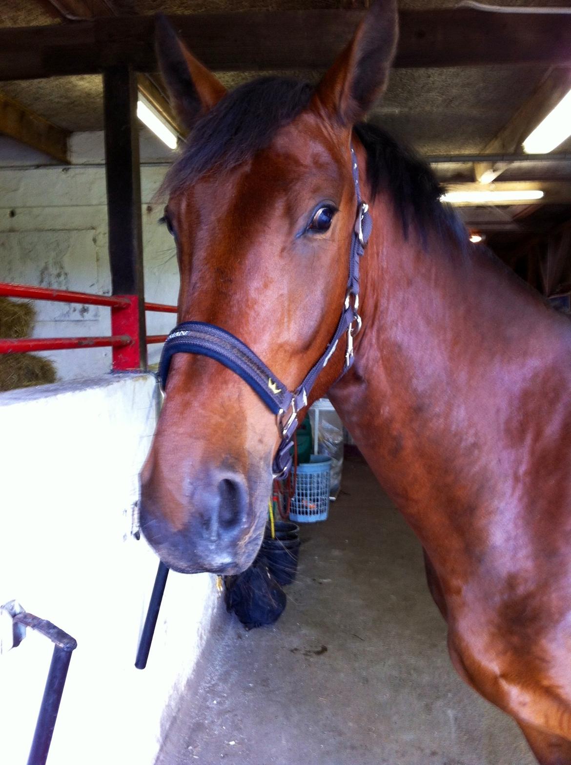 Oldenborg Tiedemanns Herkules billede 12