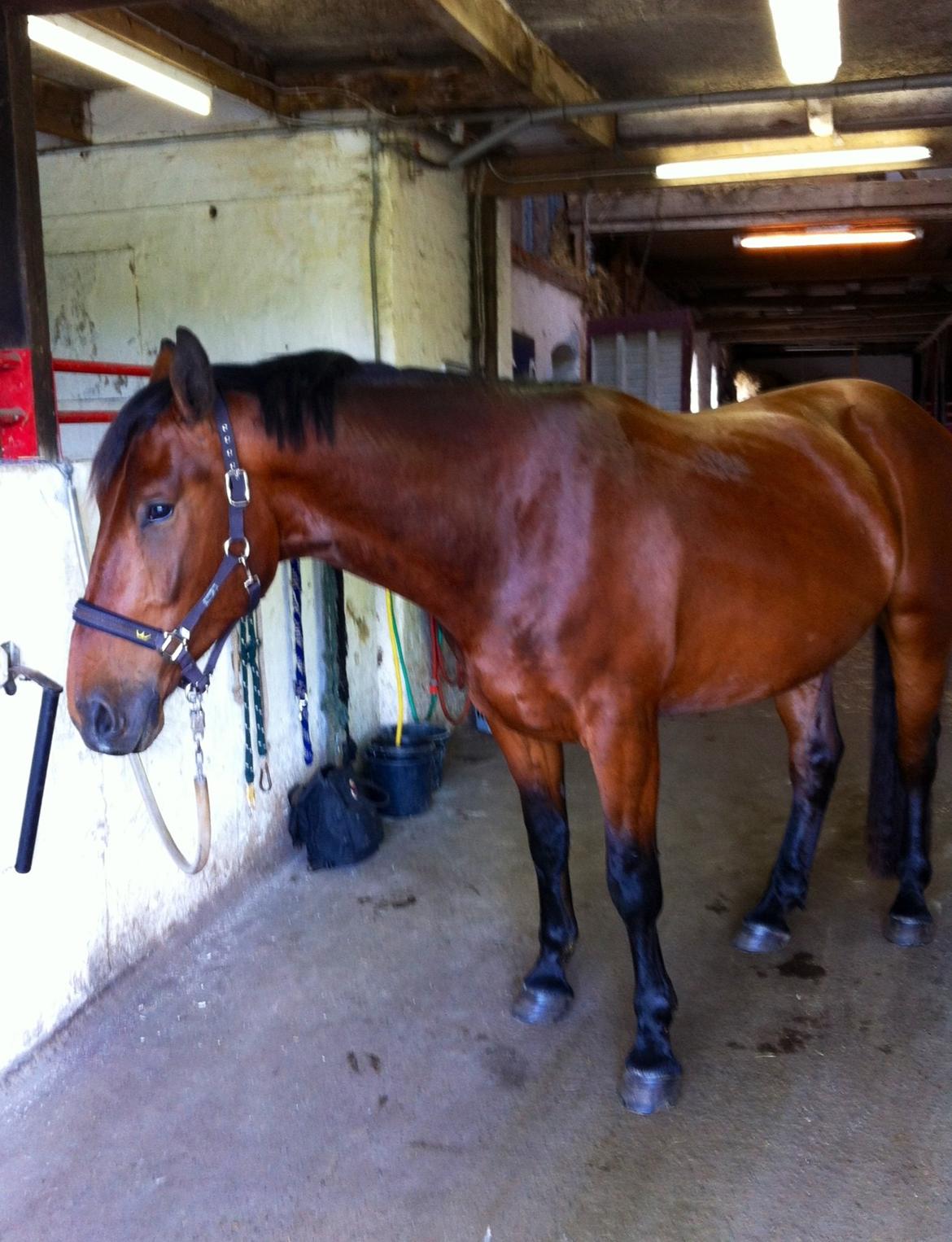 Oldenborg Tiedemanns Herkules billede 13