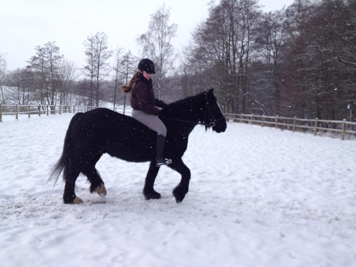 Irish Cob Sir Tonga - Foto: Helena Fink-Jensen billede 6