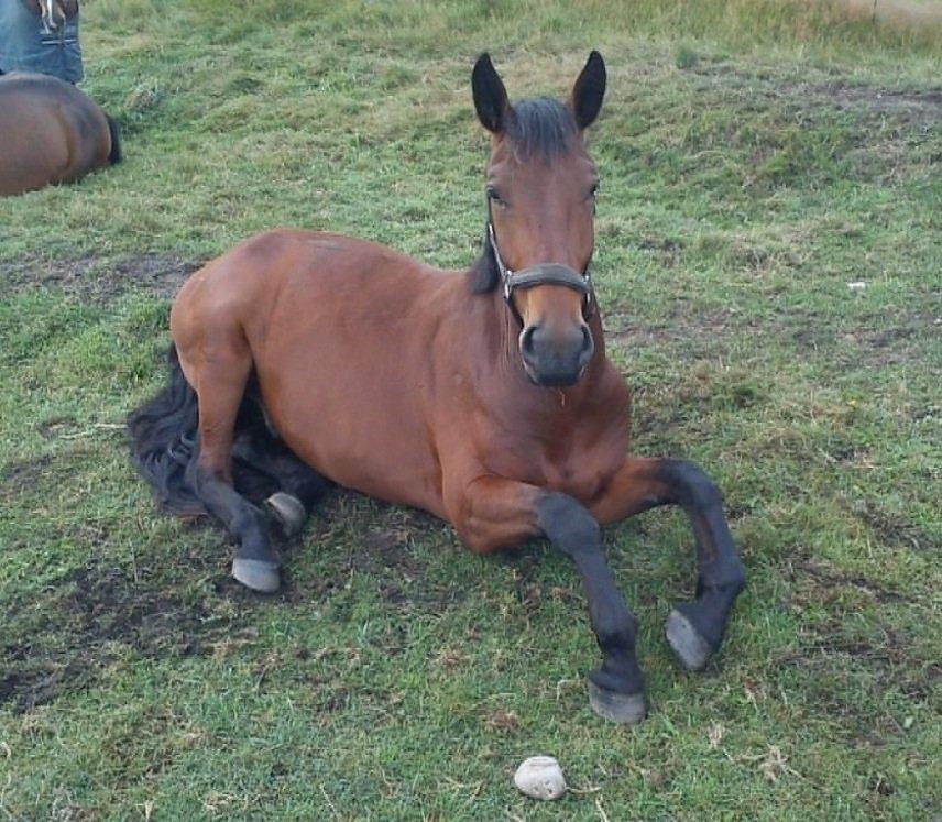 Oldenborg Tiedemanns Herkules billede 14