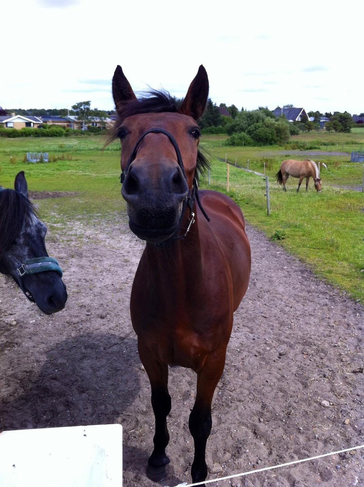 Oldenborg Tiedemanns Herkules billede 15