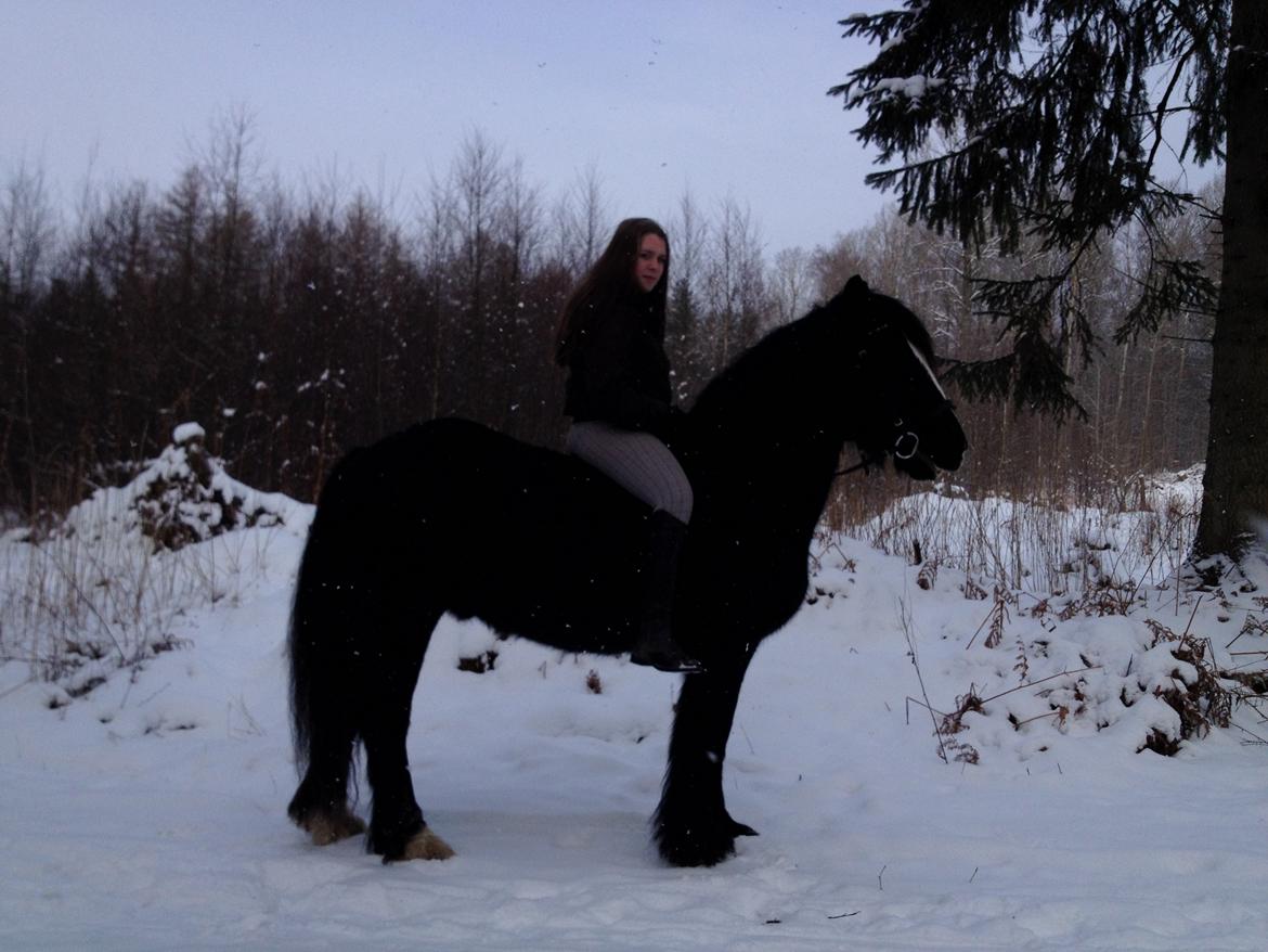 Irish Cob Sir Tonga - Foto: Helena Fink-Jensen billede 7