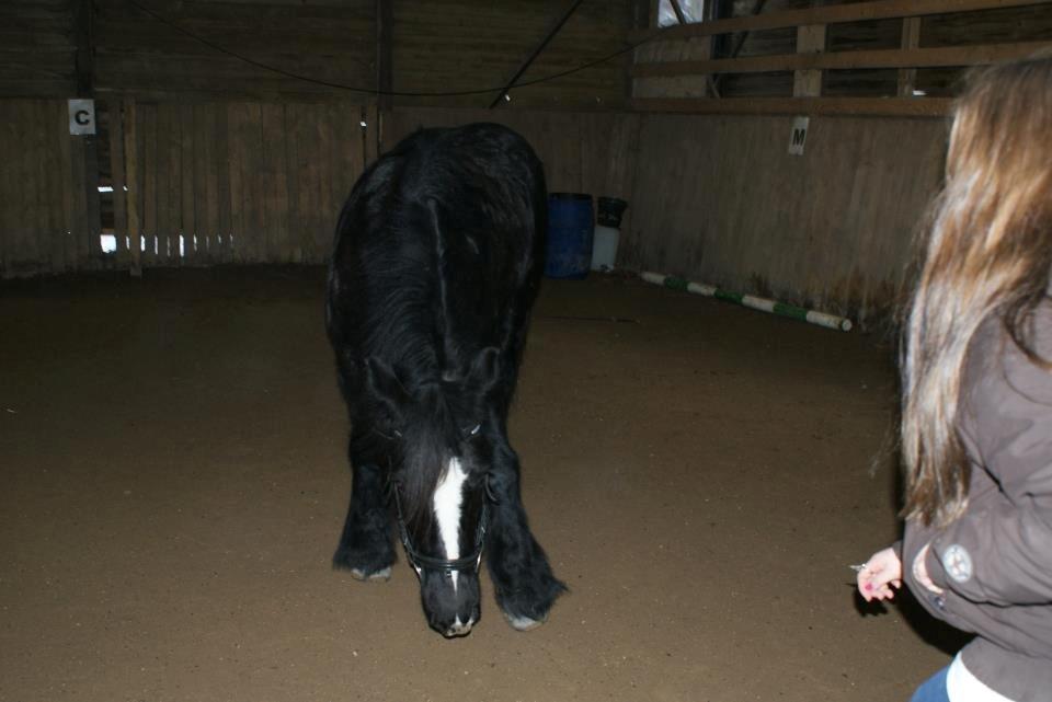 Irish Cob Sir Tonga - Hov! Tror du tabte noget Foto: Natalie Lunde billede 8