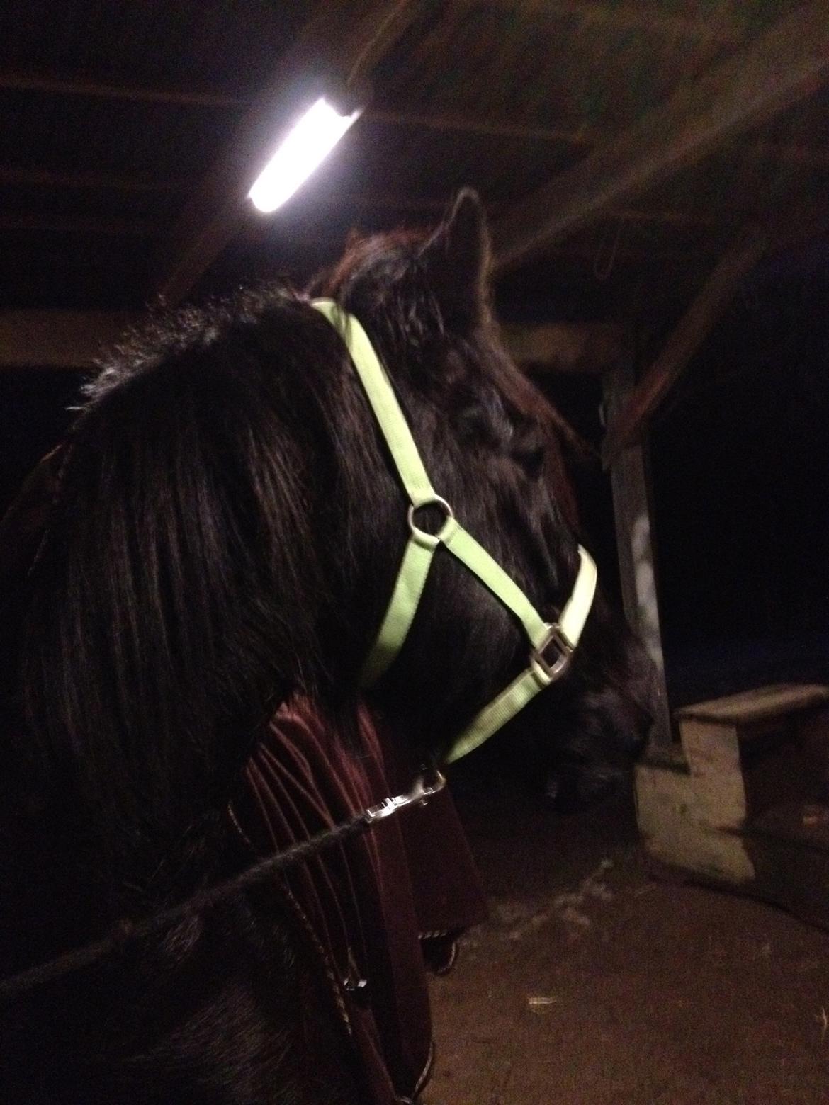 Irish Cob Sir Tonga - Hvad sker der, der nede? Foto: mig billede 11