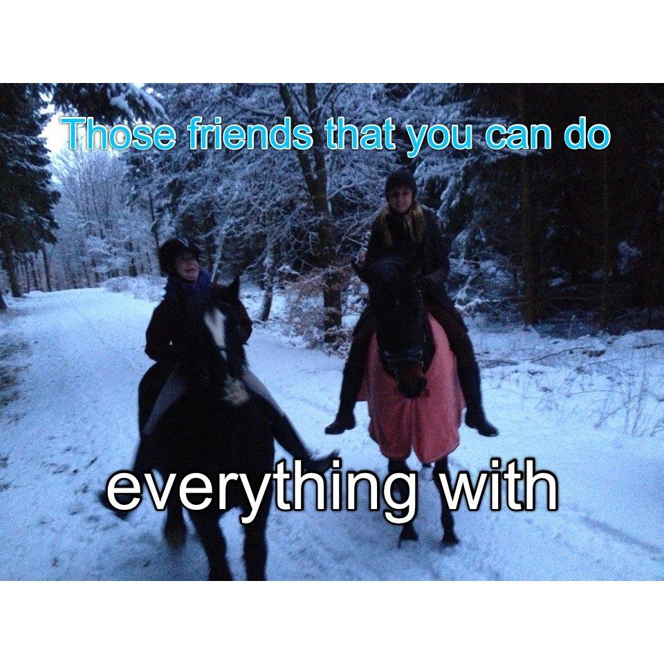 Irish Cob Sir Tonga - 4kløveren<3 billede 12