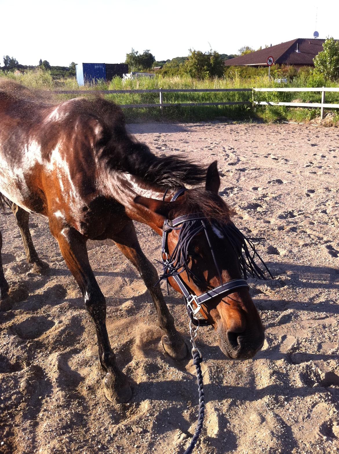 New Forest Navarana's Dion "Pølsen" billede 20