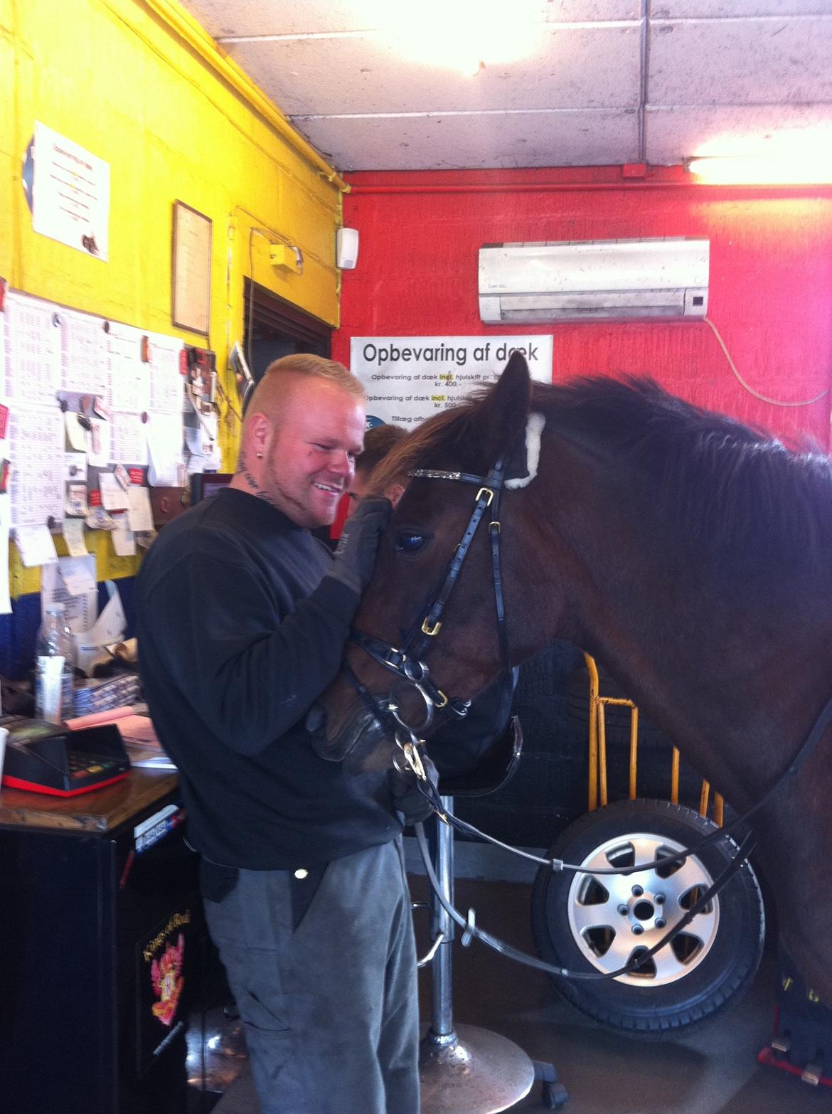 New Forest Navarana's Dion "Pølsen" billede 21