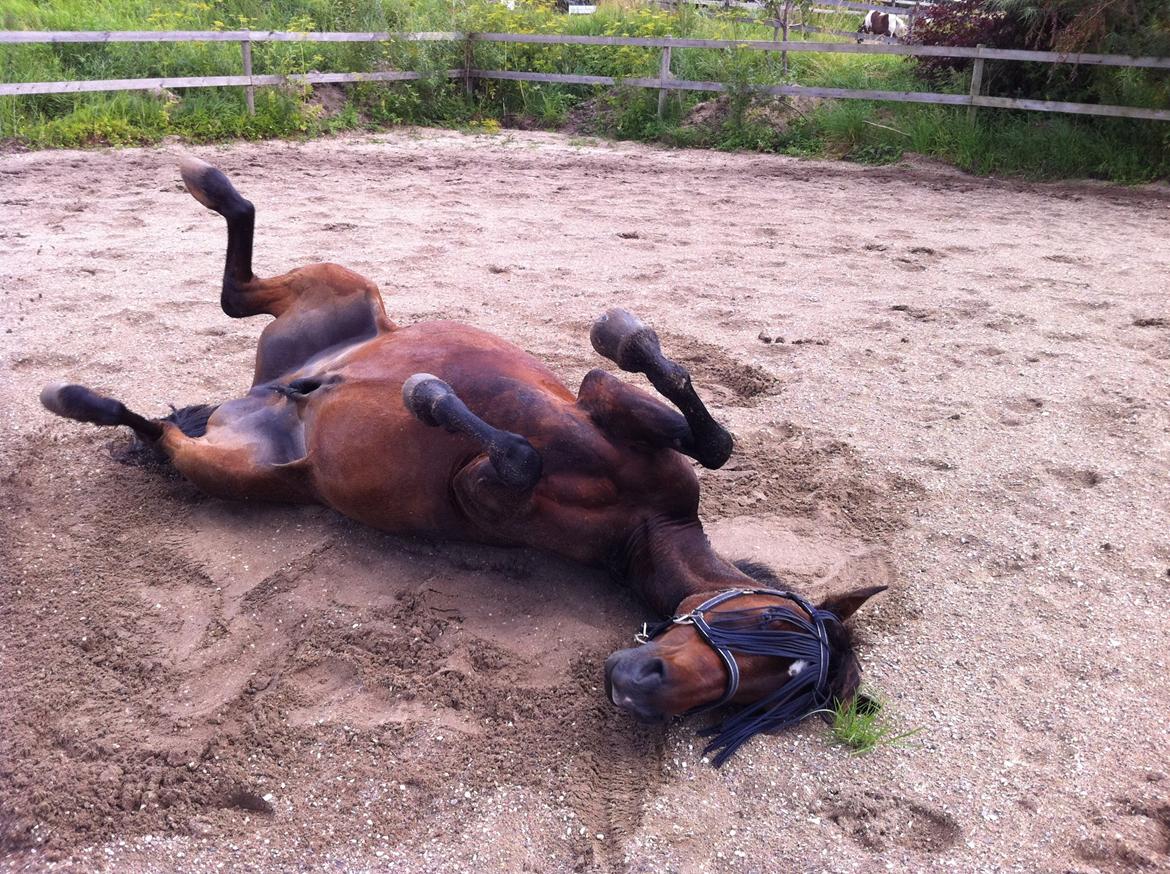 New Forest Navarana's Dion "Pølsen" billede 22