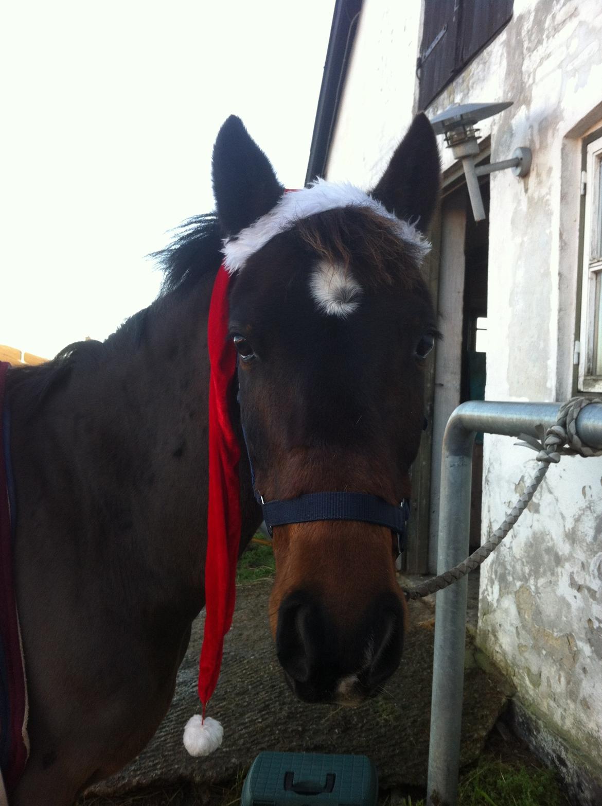 New Forest Navarana's Dion "Pølsen" billede 24