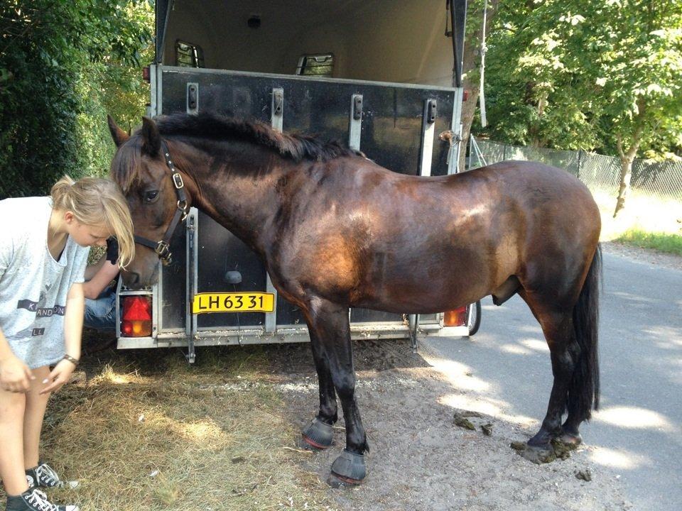 New Forest Navarana's Dion "Pølsen" billede 31