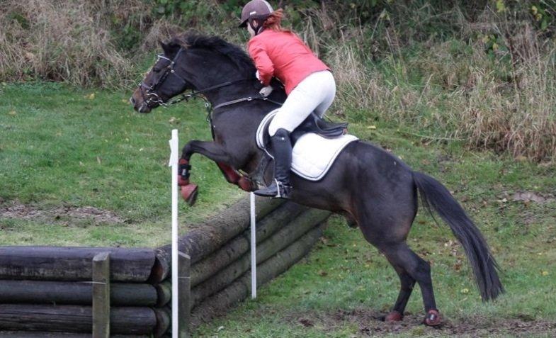 New Forest Navarana's Dion "Pølsen" billede 36