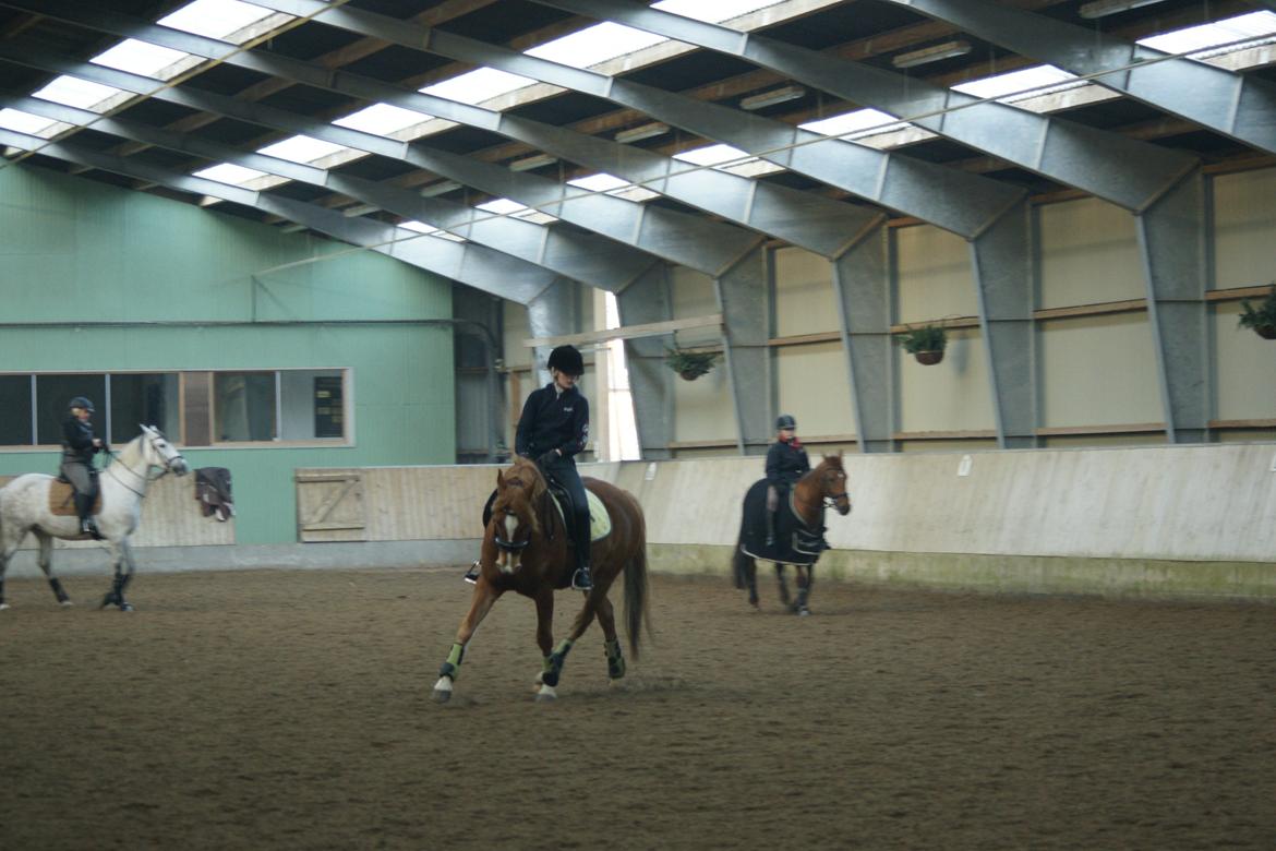 Tysk Sportspony Firfod Finn Fodslaw (Himmelhest) billede 7