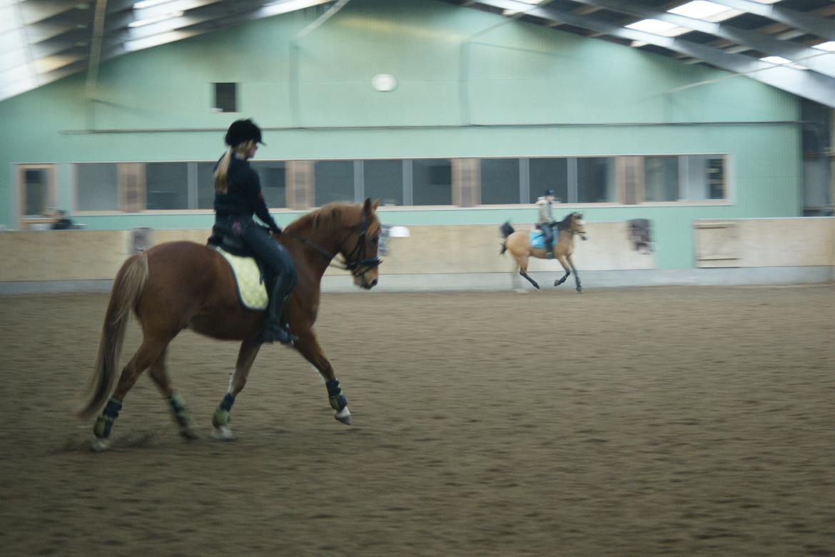 Tysk Sportspony Firfod Finn Fodslaw (Himmelhest) billede 11