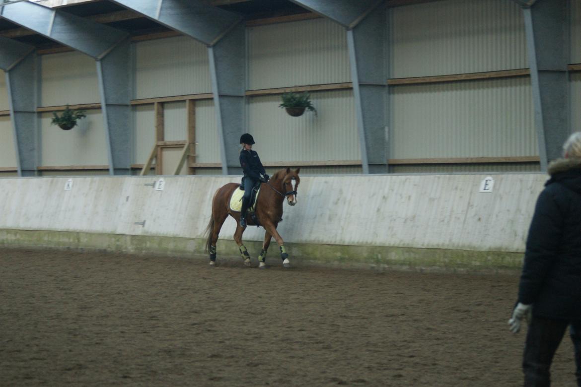 Tysk Sportspony Firfod Finn Fodslaw (Himmelhest) billede 9