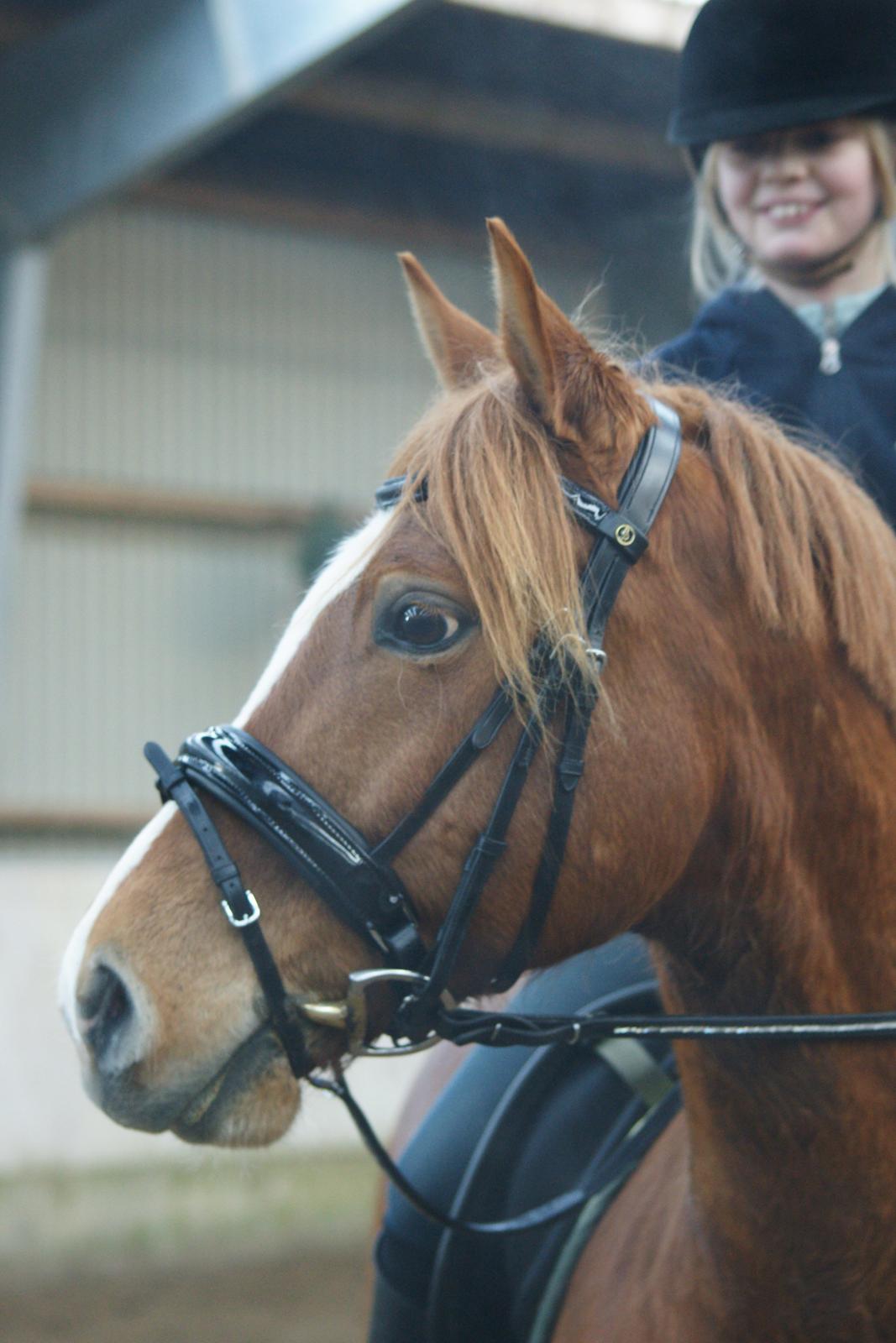 Tysk Sportspony Firfod Finn Fodslaw (Himmelhest) billede 10