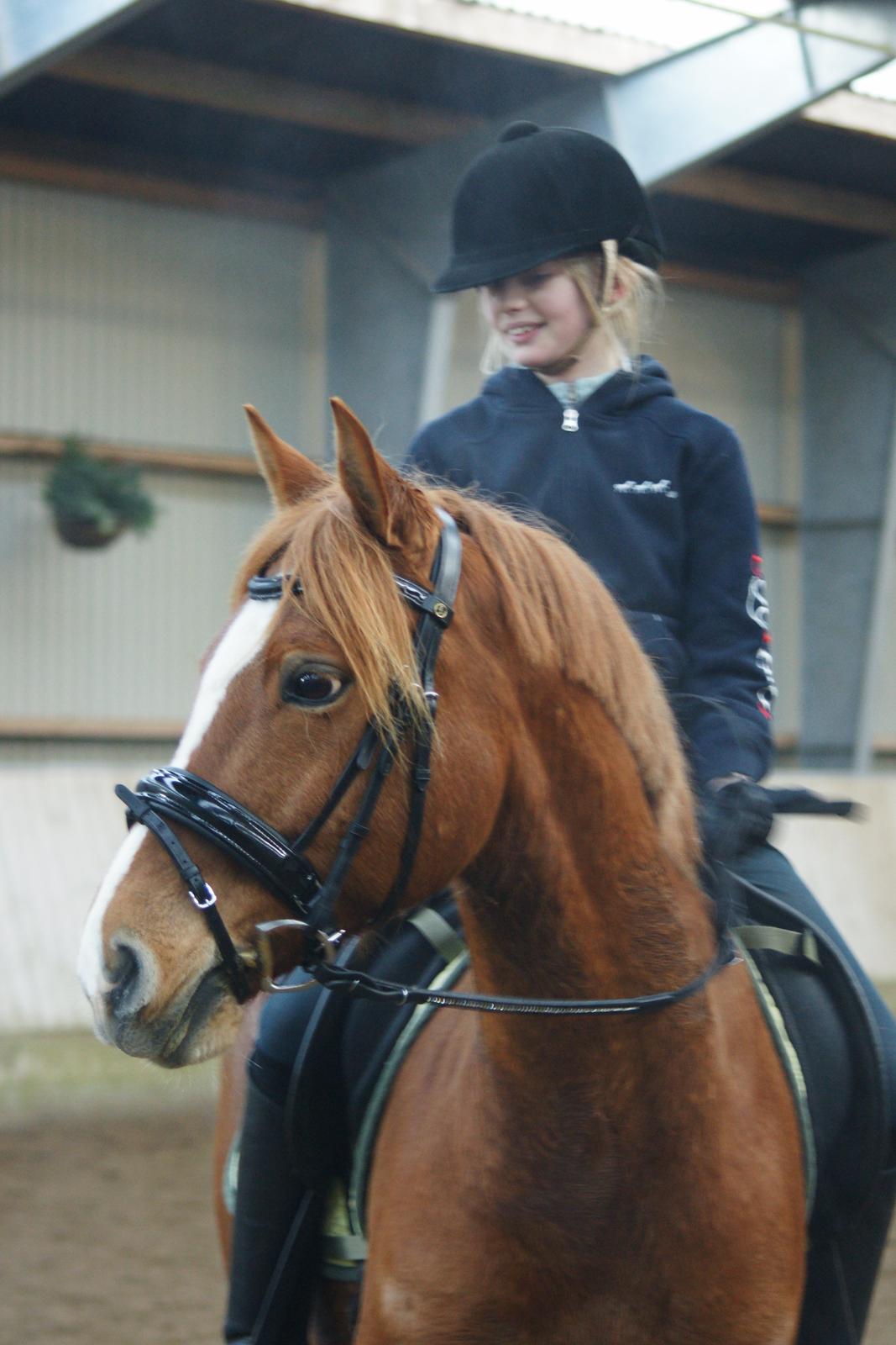 Tysk Sportspony Firfod Finn Fodslaw (Himmelhest) billede 8