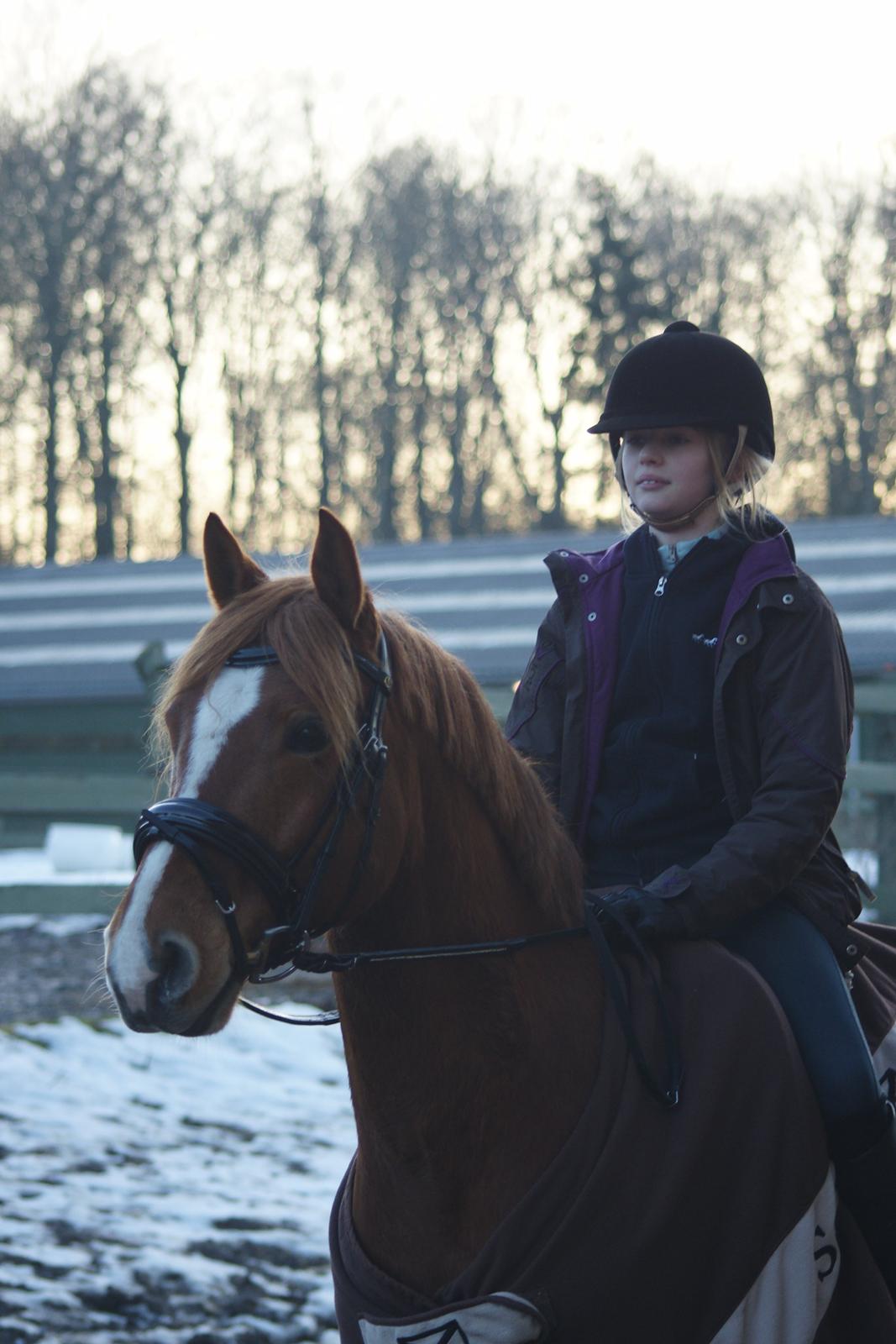 Tysk Sportspony Firfod Finn Fodslaw (Himmelhest) billede 6