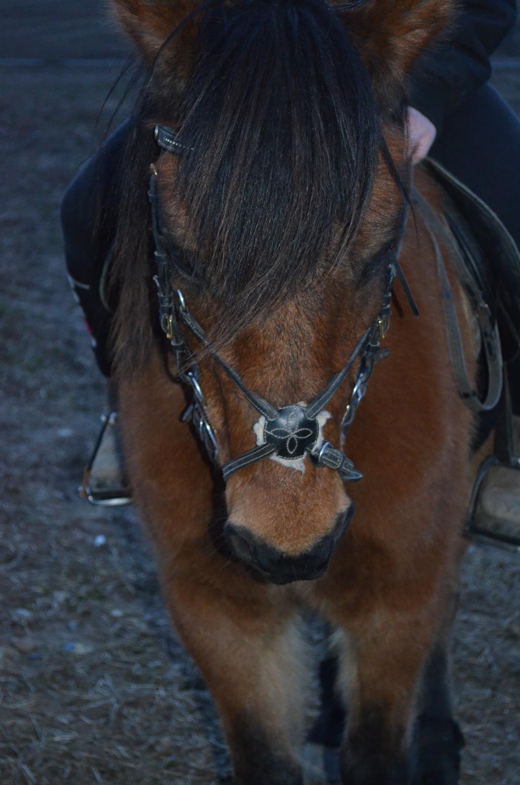 Anden særlig race Molly  billede 1