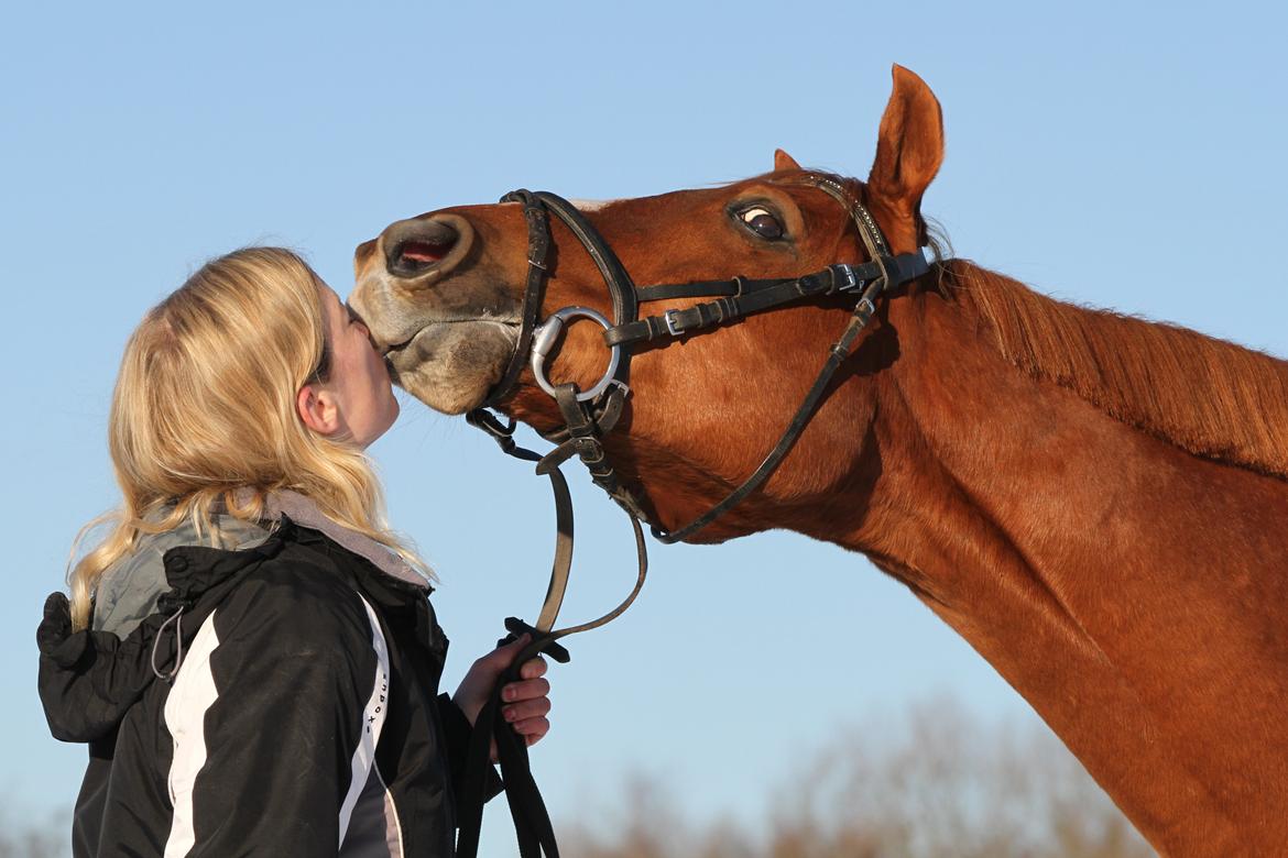Fuldblod (XX) Maphard *Møffe* - Foto: Freja Sif billede 6