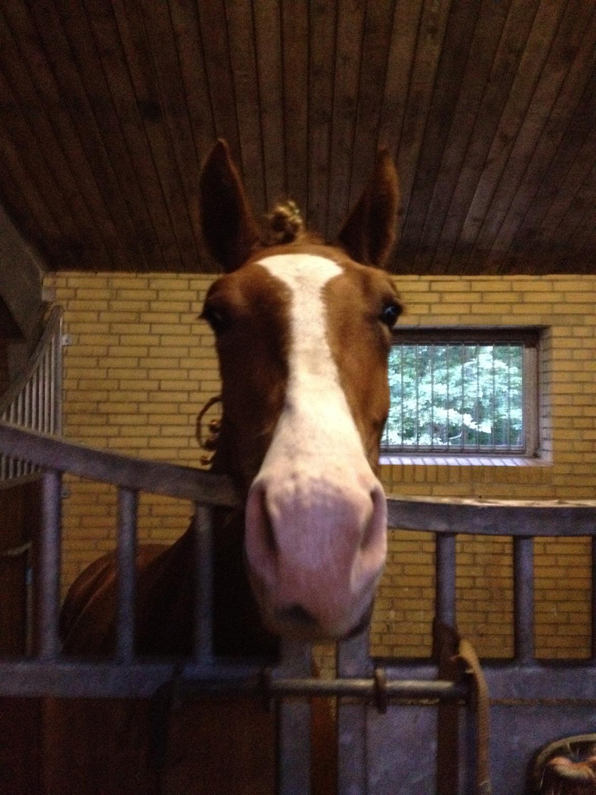 Frederiksborg Royal [Tidligere Hest] - "  Har du noget lækkert mad med?" billede 16