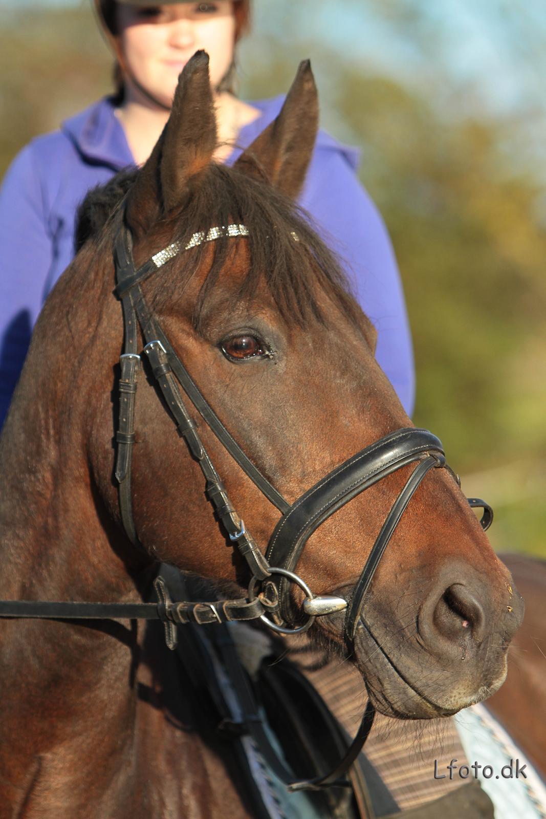 Anden særlig race Prins<3 billede 9