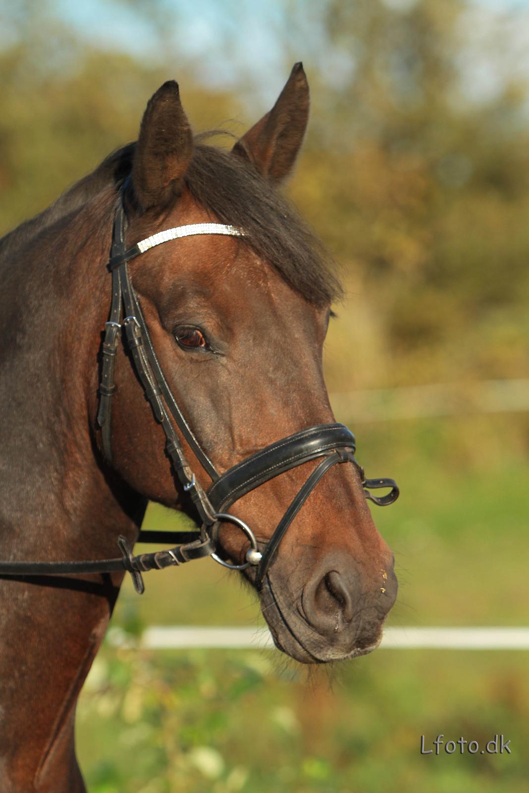 Anden særlig race Prins<3 billede 10