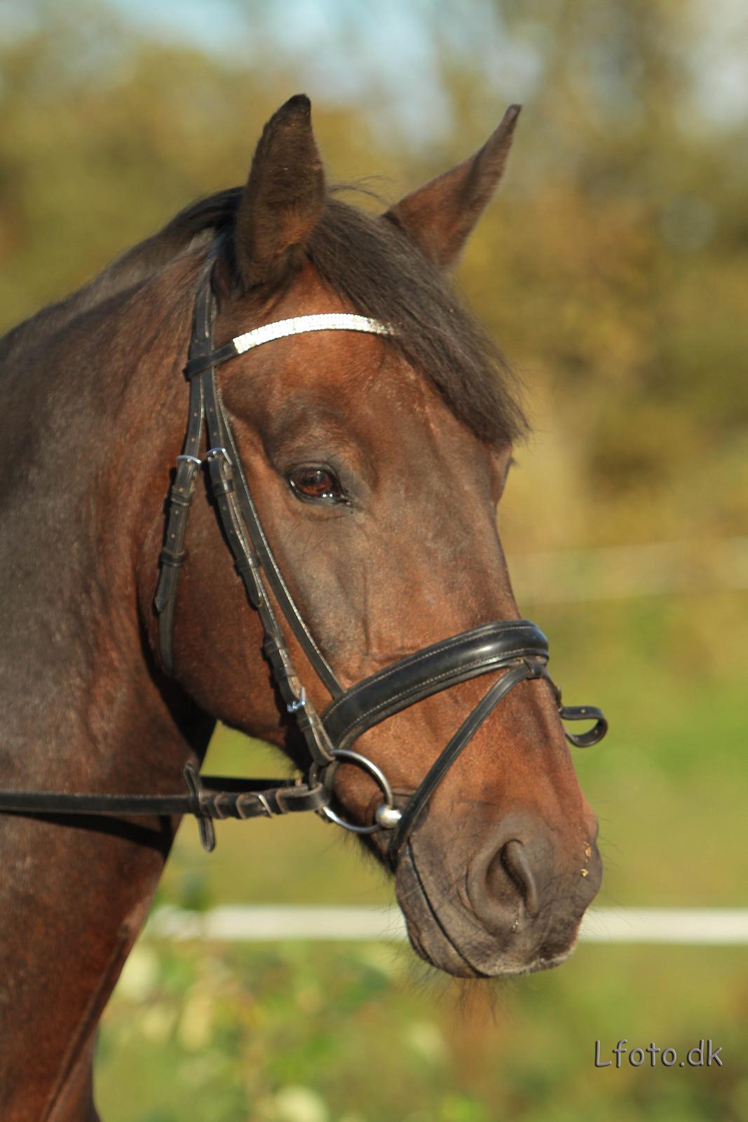 Anden særlig race Prins<3 billede 11