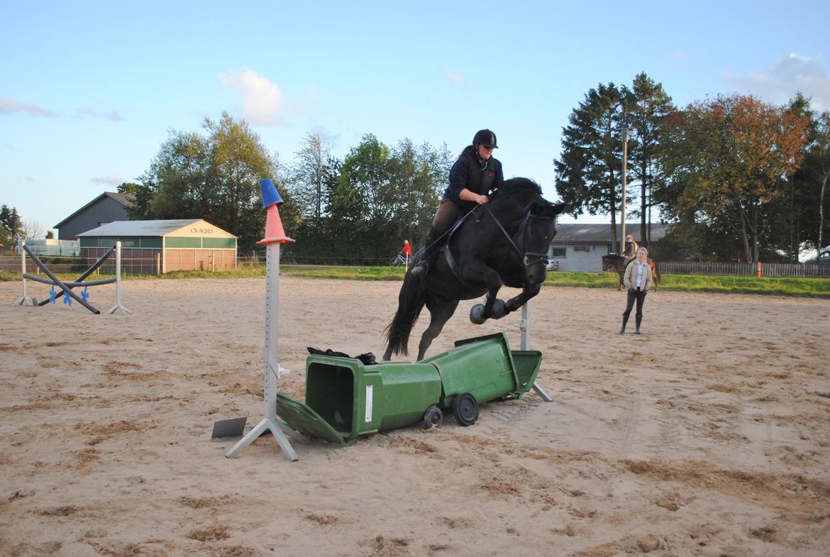 Oldenborg Urtop af Hvarre 'Topper' billede 13