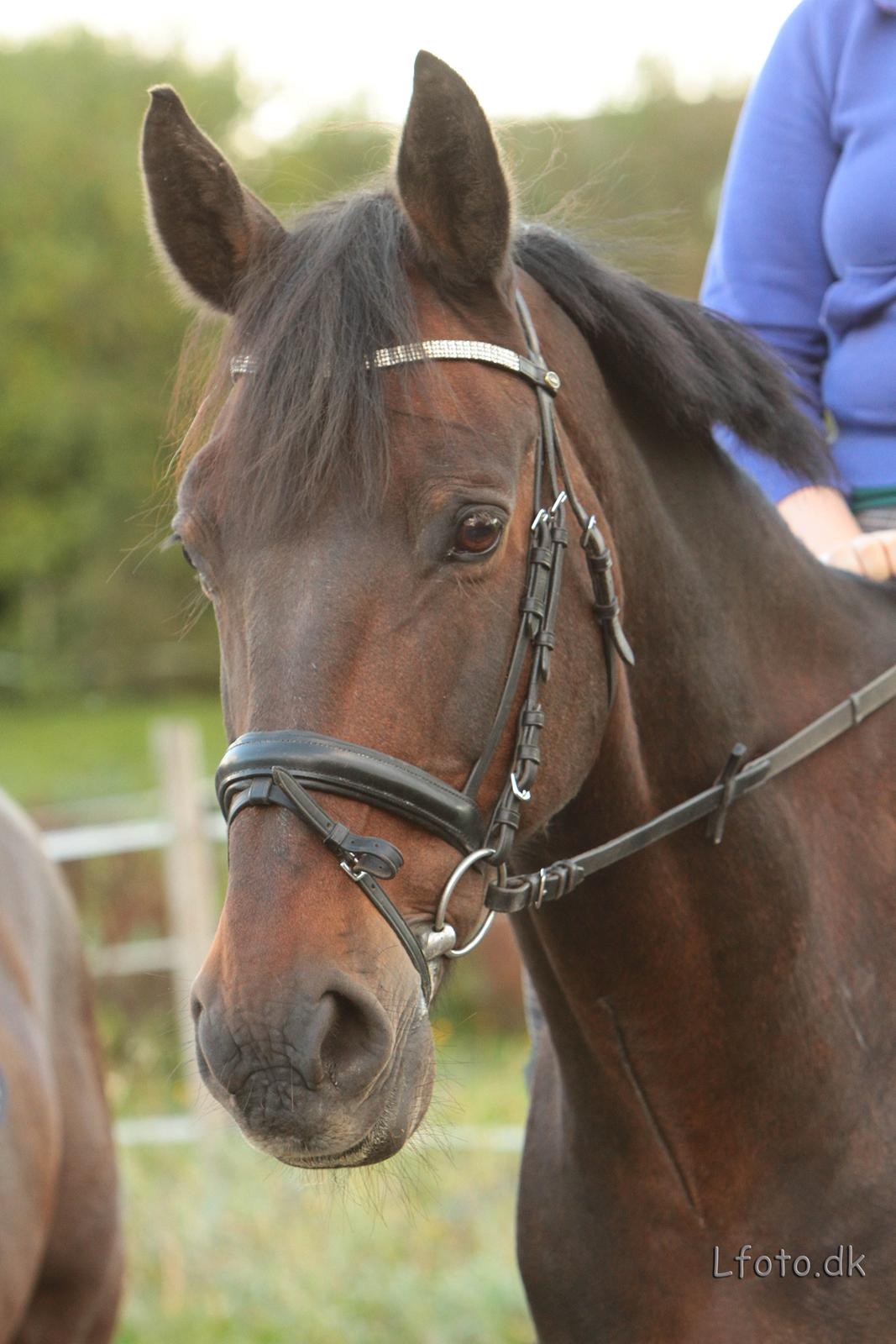 Anden særlig race Prins<3 billede 12