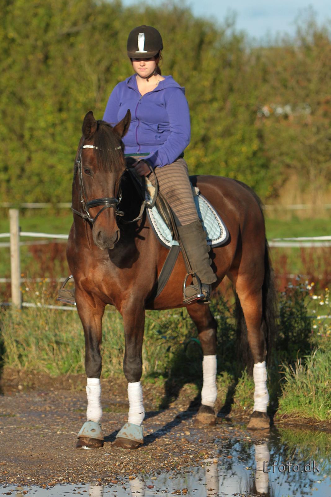 Anden særlig race Prins<3 billede 15