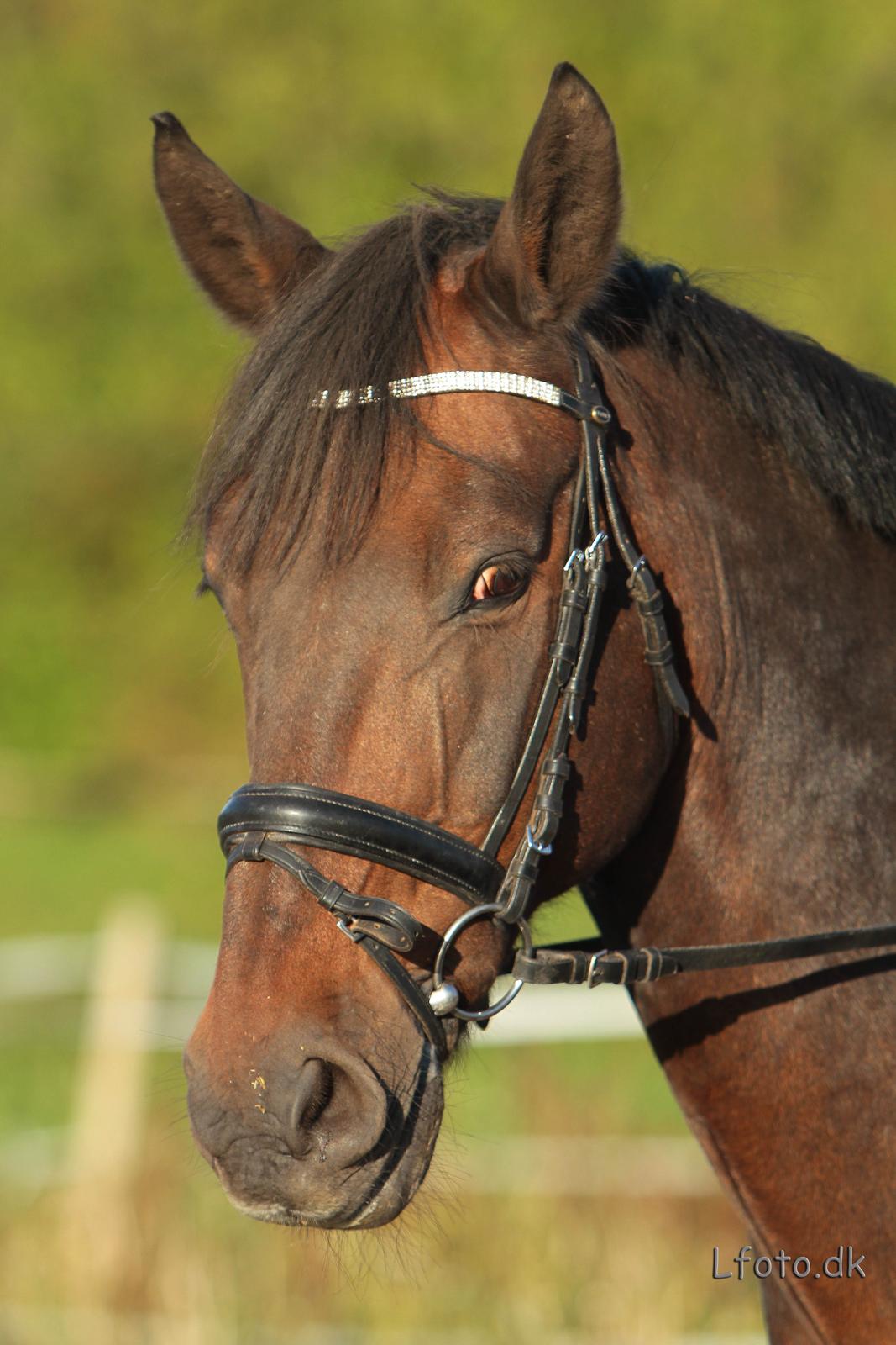 Anden særlig race Prins<3 billede 16