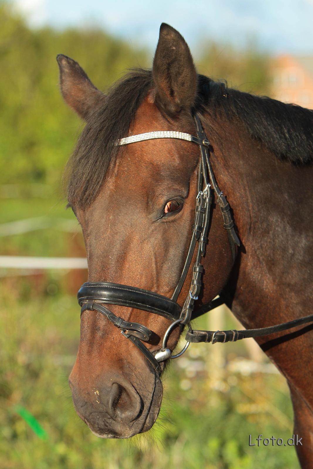 Anden særlig race Prins<3 billede 17