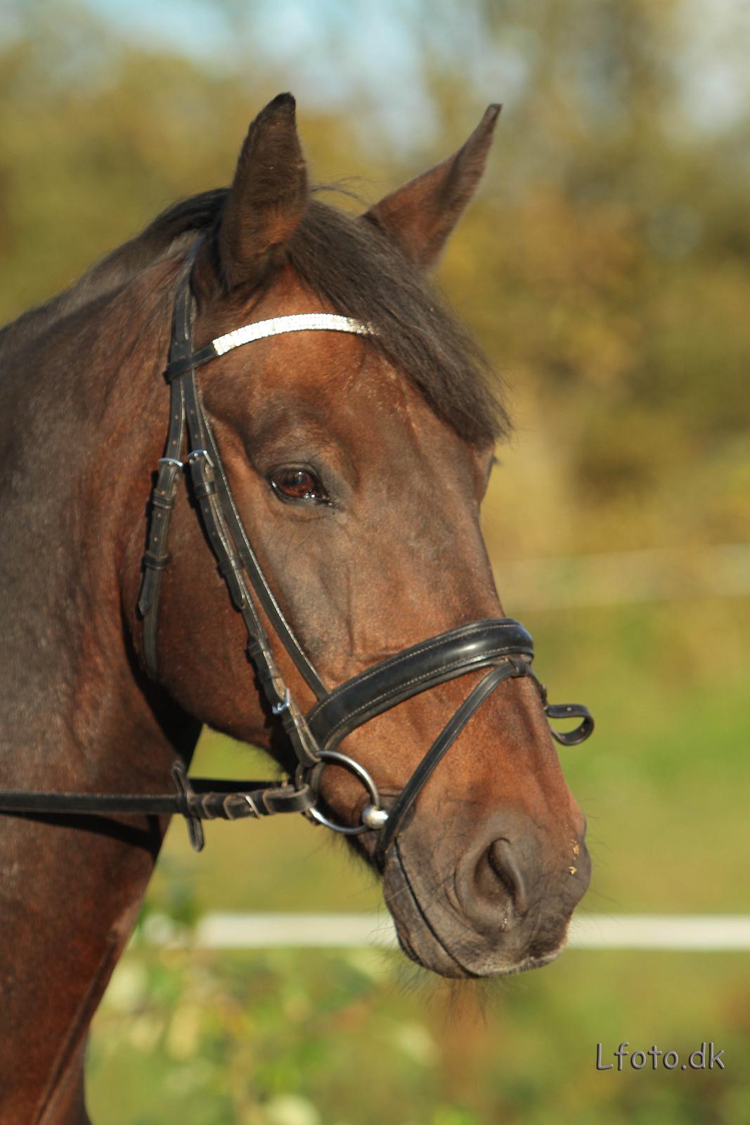 Anden særlig race Prins<3 billede 19