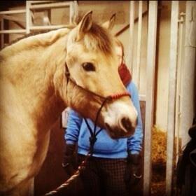 Fjordhest Prins - Nyklippet på staldgangen :-)
d. 25-2-2013 billede 13