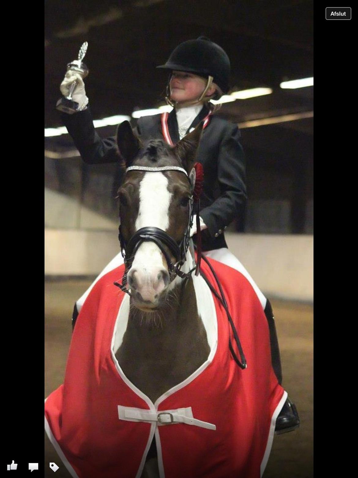 Hollandsk Sportspony Pinkster (Nemo)  billede 19