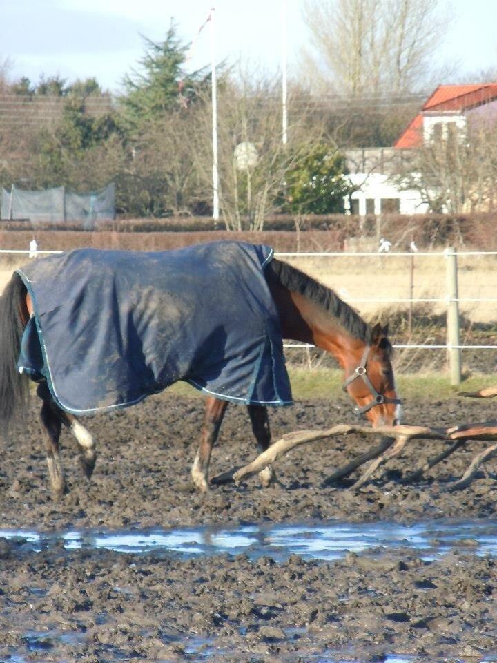 Hollandsk Varmblod Meindert <3 billede 3