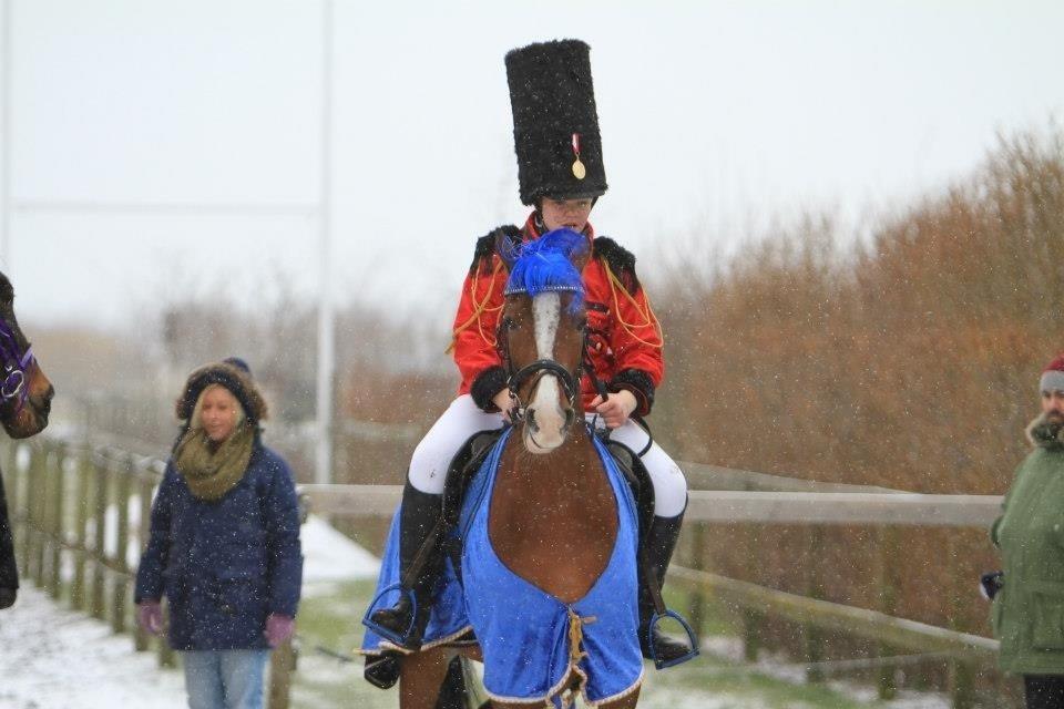 Hollandsk Varmblod Meindert <3 billede 5