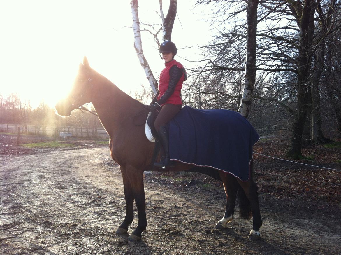 Dansk Varmblod Vestegaardens Leonora billede 6