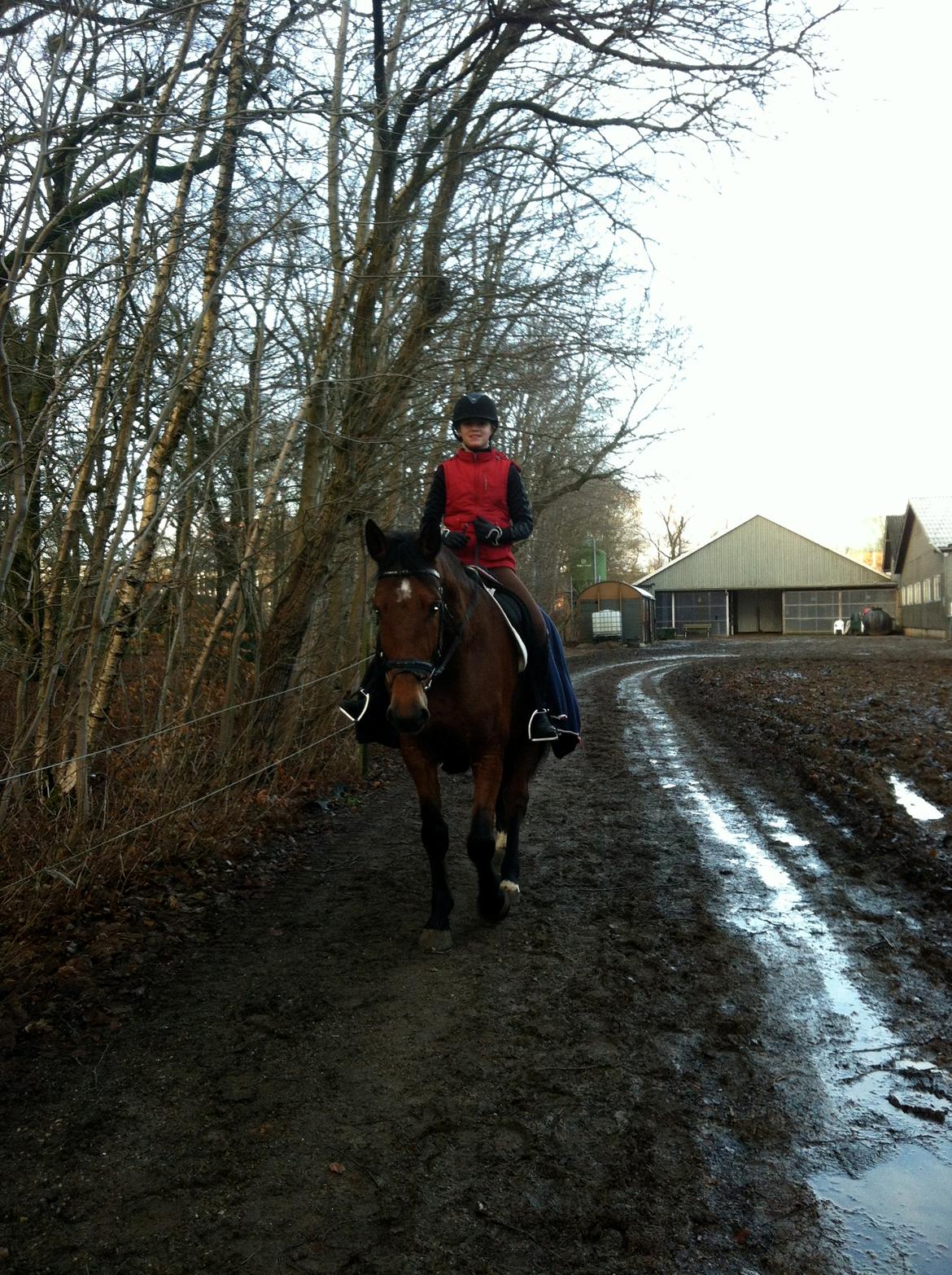 Dansk Varmblod Vestegaardens Leonora billede 9
