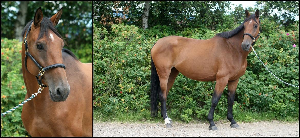 Dansk Varmblod Vestegaardens Leonora - Velkommen til Leonoras profil:)<3<3 billede 2