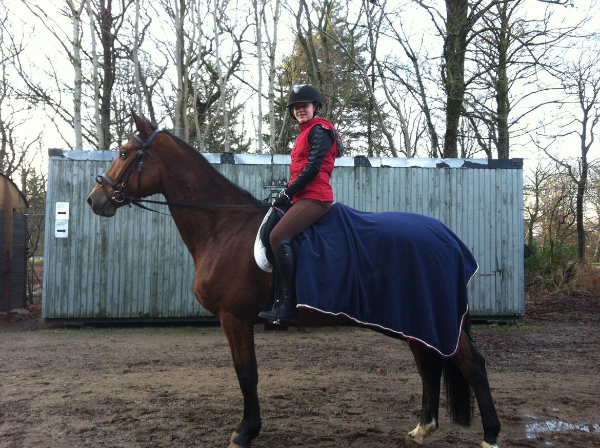 Dansk Varmblod Vestegaardens Leonora billede 10