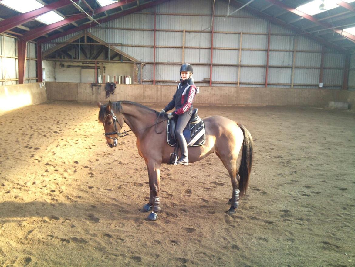 Dansk Varmblod Stengårds Laktose - Genoptræning, februar 2013 billede 16