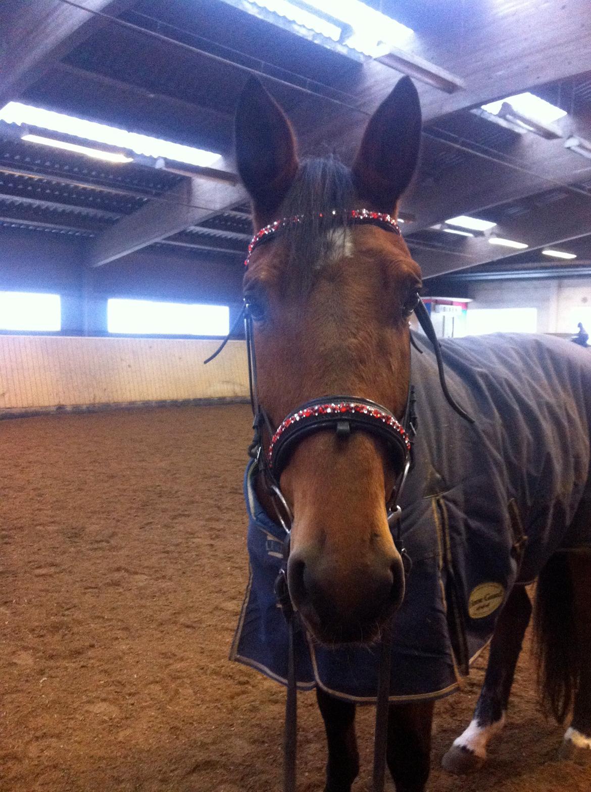 Dansk Varmblod Vestegaardens Leonora billede 11
