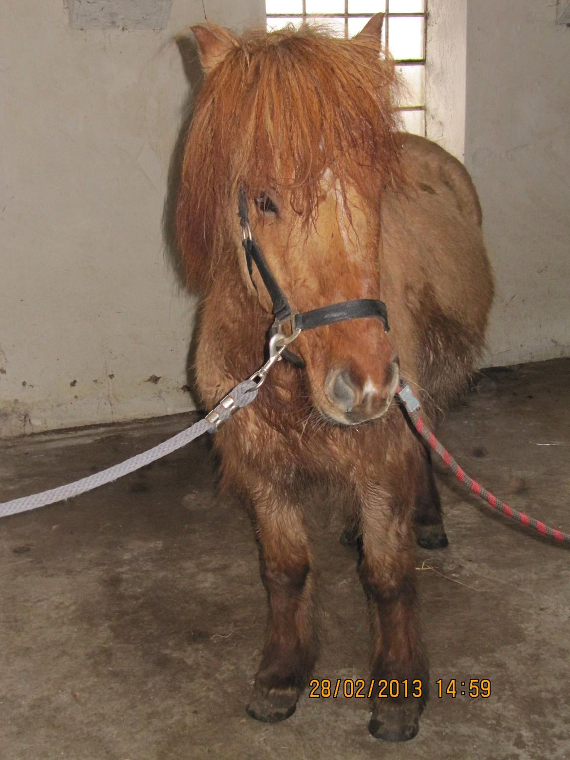 Islænder Baldur billede 3