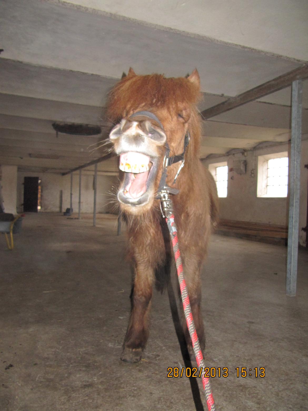 Islænder Baldur billede 4