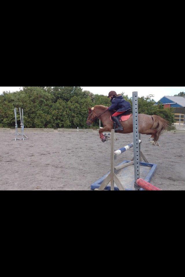 DSP BJERGETS FOX - Succes kommer til de der kæmper videre, når de aldrig har givet op!..... billede 4