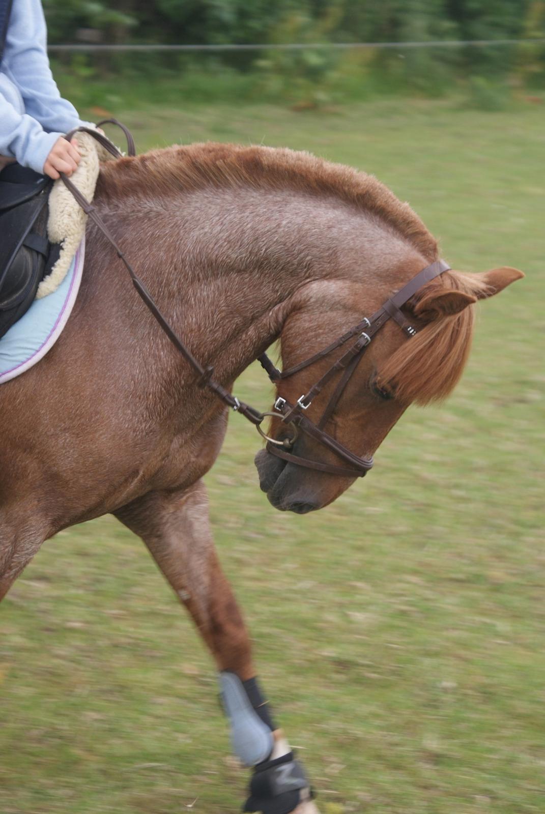 DSP BJERGETS FOX - Dressur kan ponyen da også..<3 billede 6