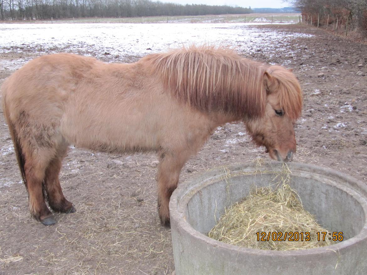 Islænder Baldur billede 5